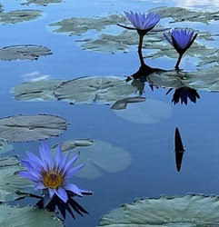 Blue water lilies with green lily pads floating on a calm pond, reflecting the flowers and sky.