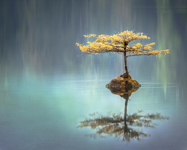Lone tree growing on a small rock reflected in calm water with a soft blue background.